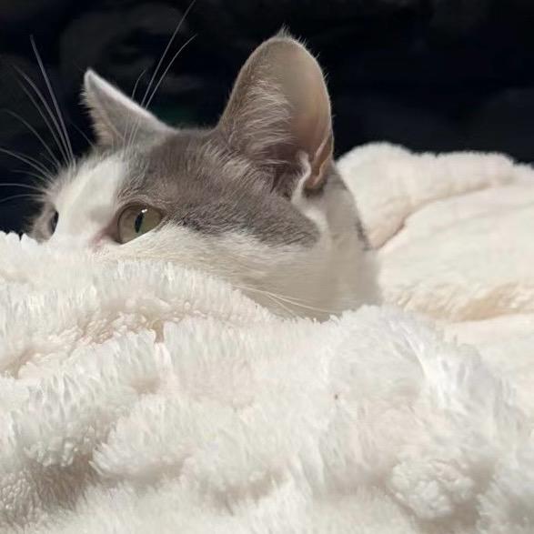 一只喵名叫雪糕(随机奋斗