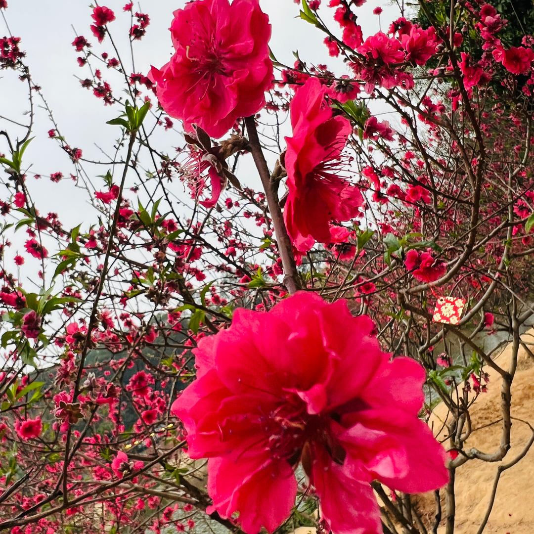 别谈໊ഒᩚ如果ω