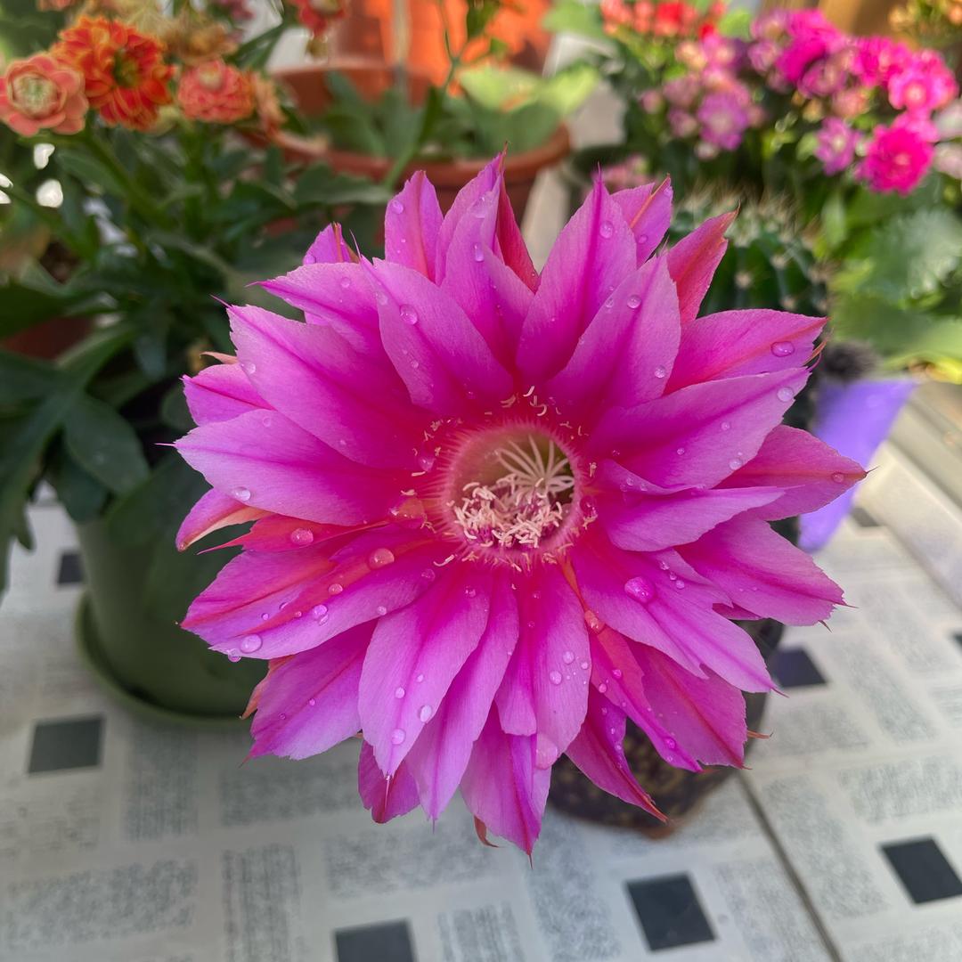 金狐皮草