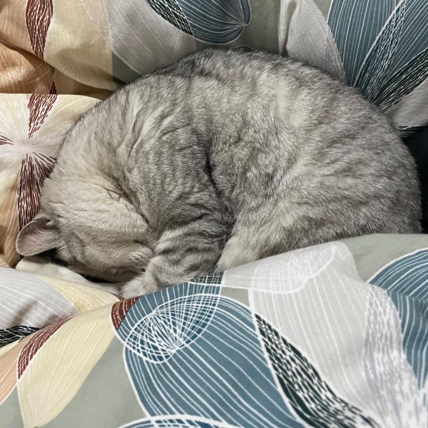An安桉🐱