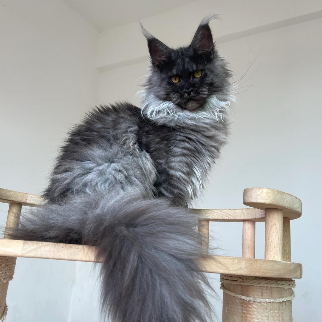 一个卖缅因的🐱