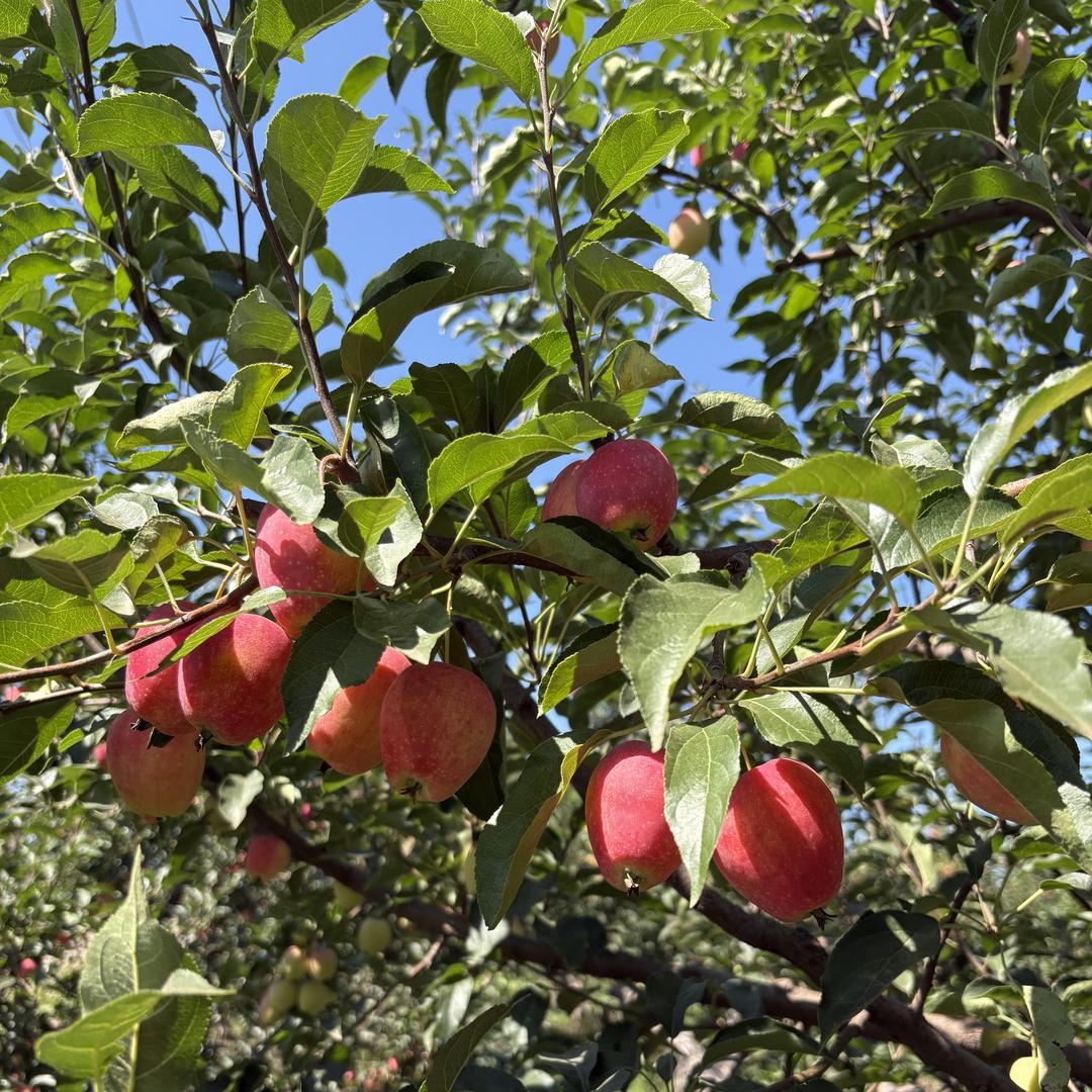 周周果蔬严选小铺