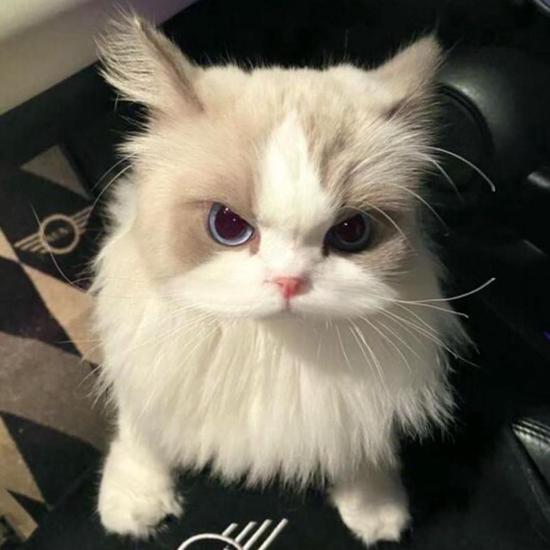 Shue（无畏契约）