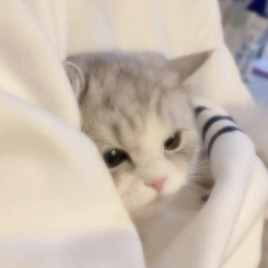 流浪猫…