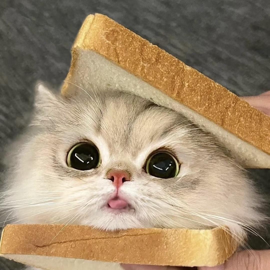 奶油日记🐱
