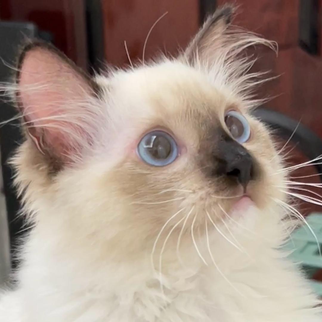 躺沙发吃猫条