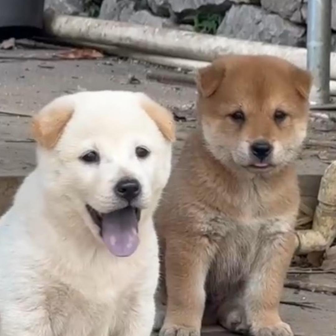 小何田园犬
