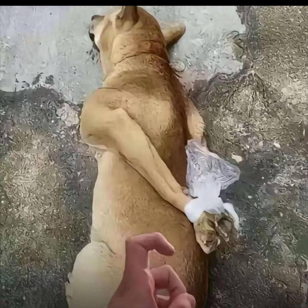 街市里滴猪肉佬