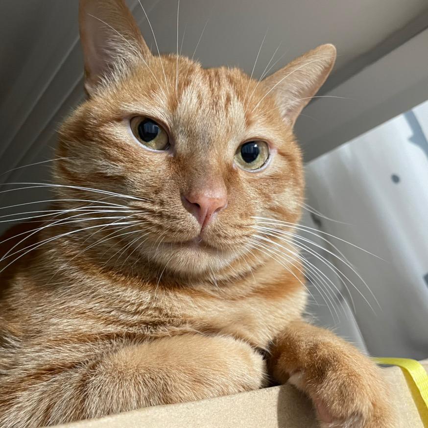 一小坨坨猫