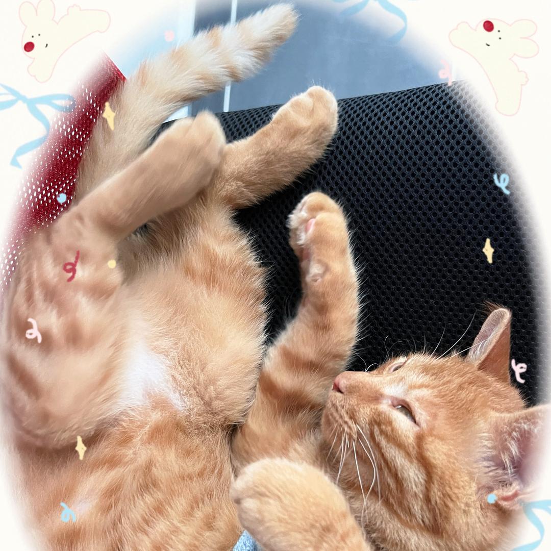 猫十三（阿哥）