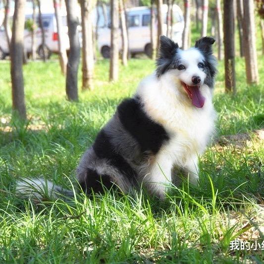 柯润阳光边牧5