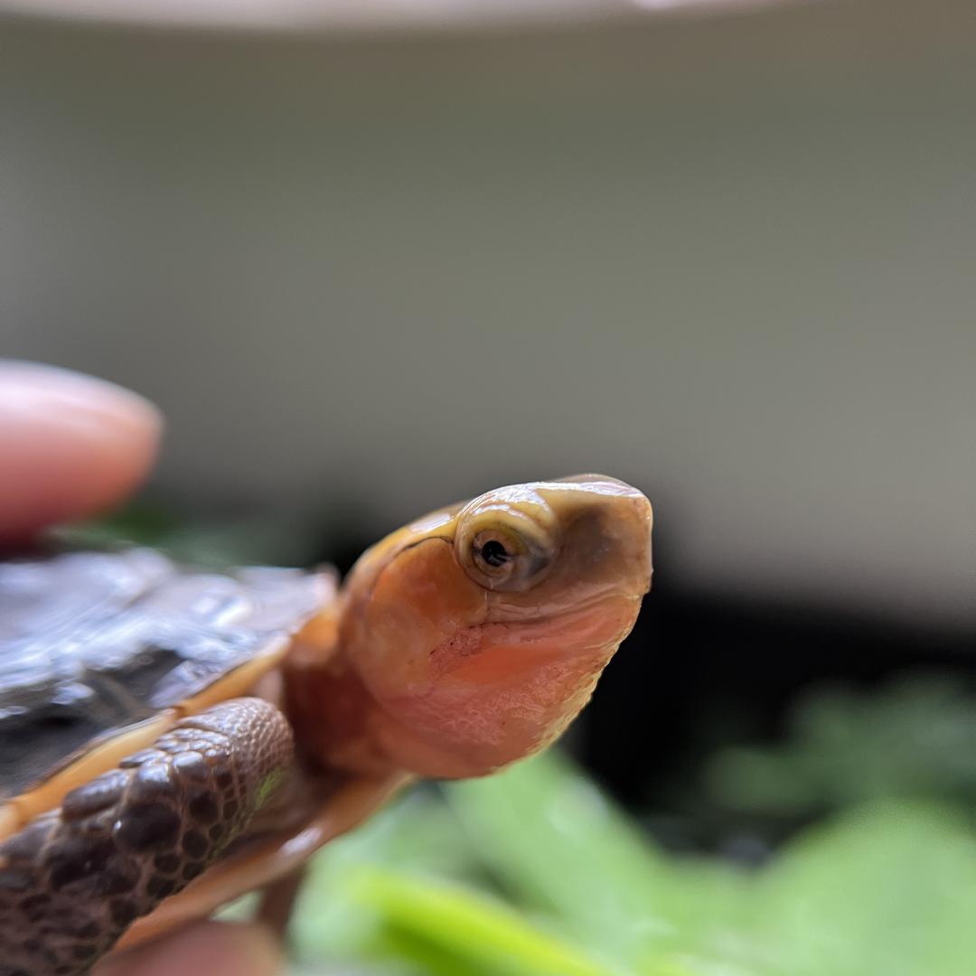豚熊黄缘