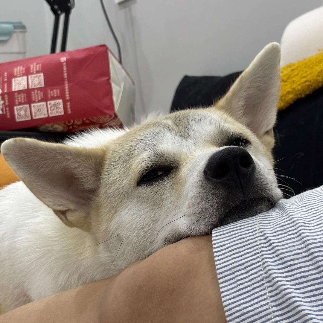 是澳白不是鳌拜