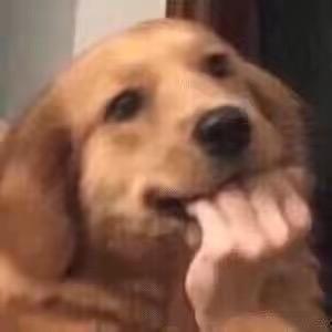 狗子酱