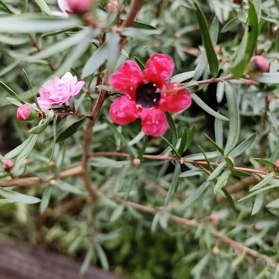 小普的花田
