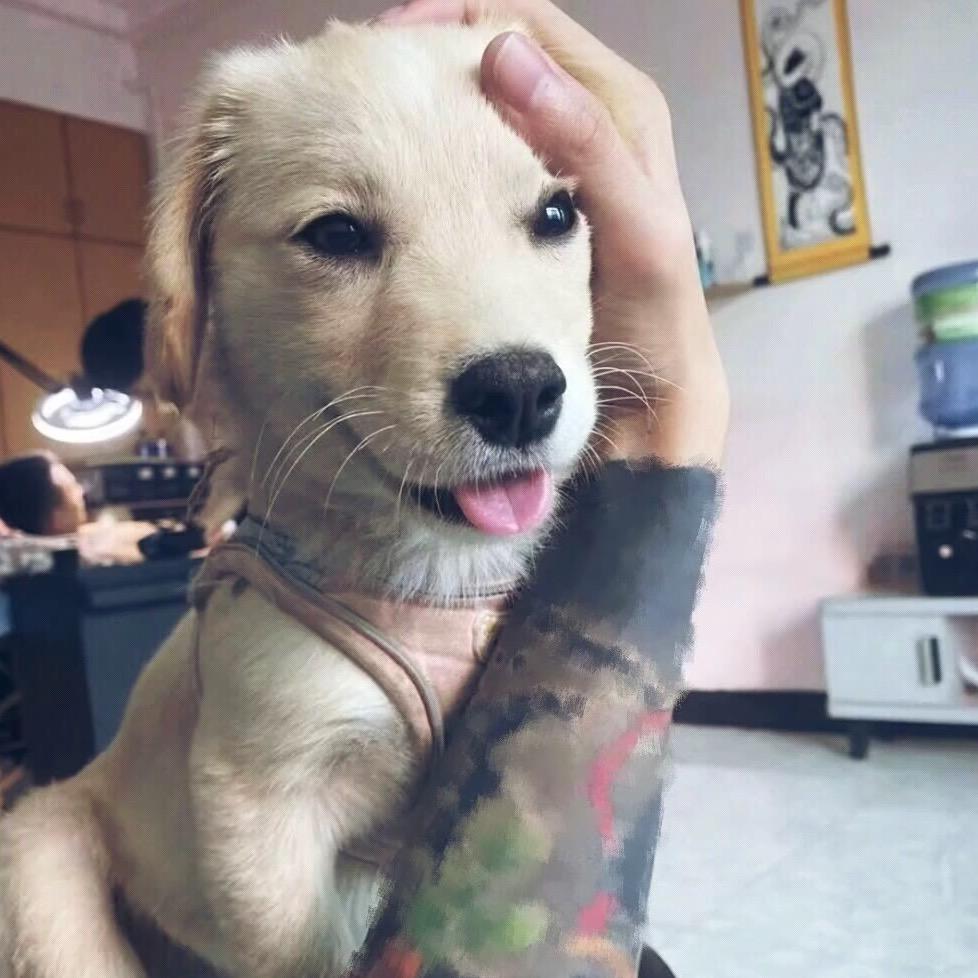 确实是真狗