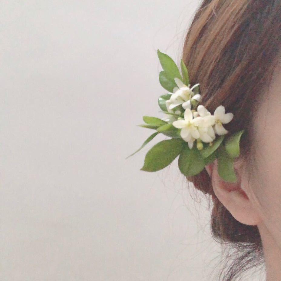 金魚奢品～人生只如初见