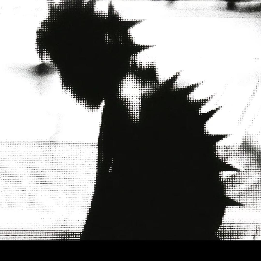 采个菇蘑吃