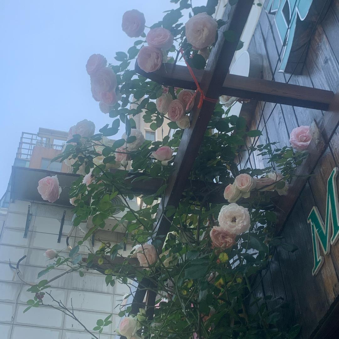 小小丫