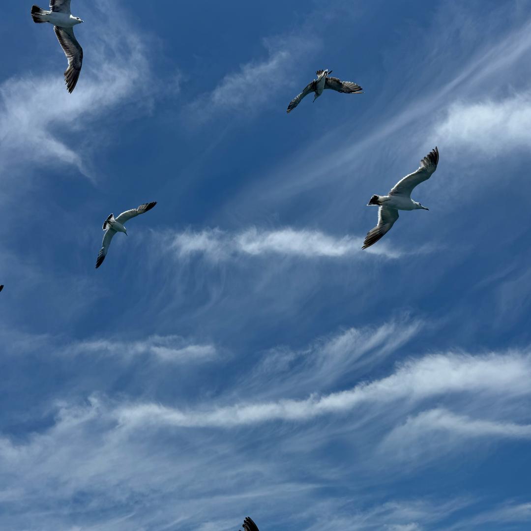 颜九投蕴