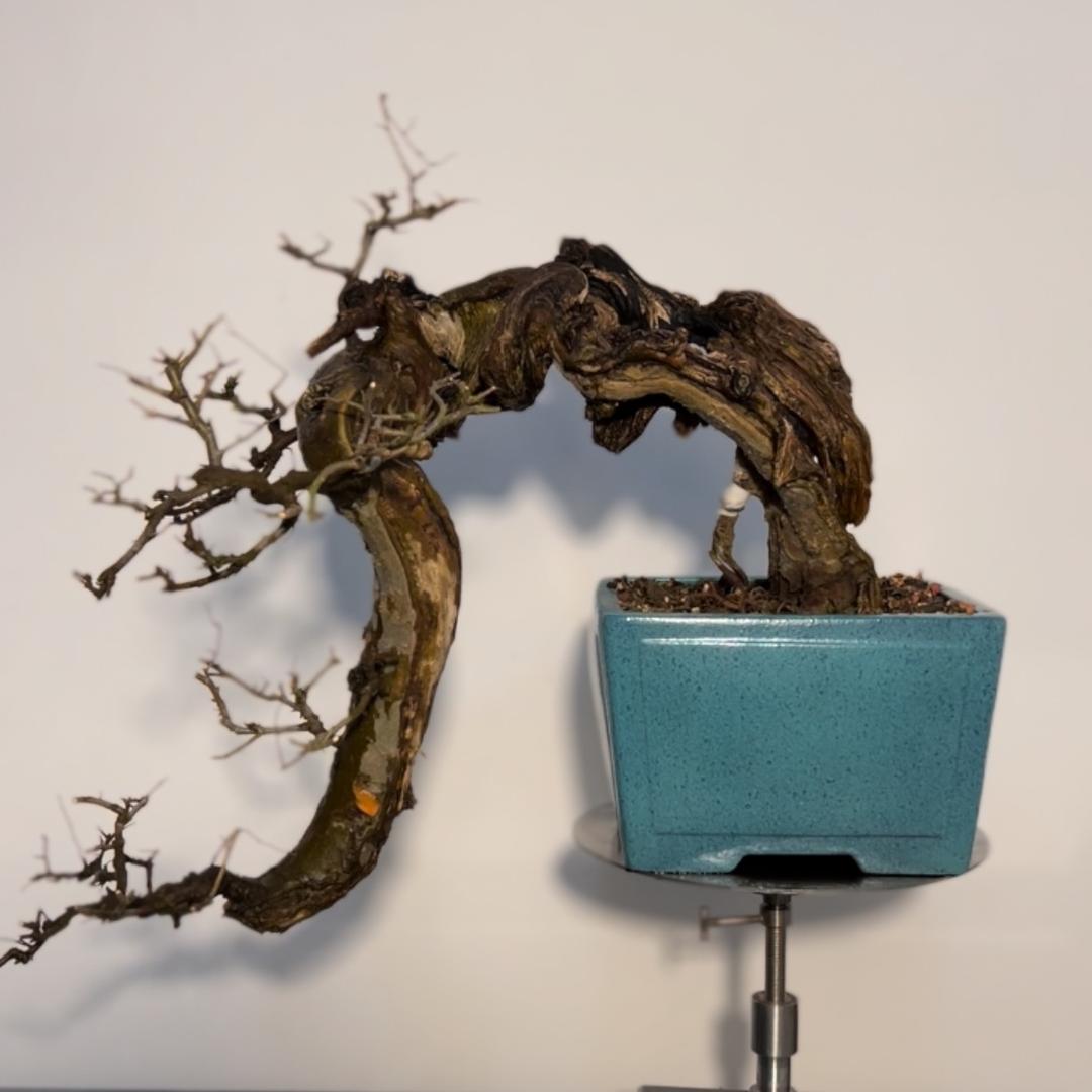 淮南盆景小蒋