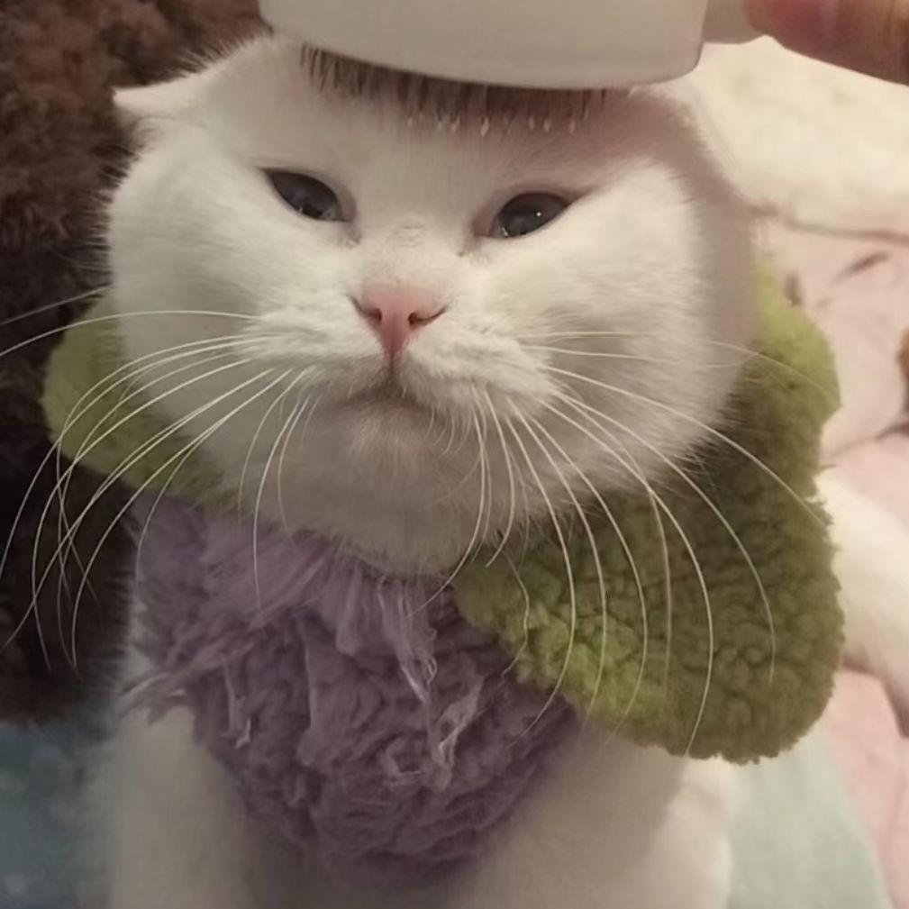 只只是只小猫🐈
