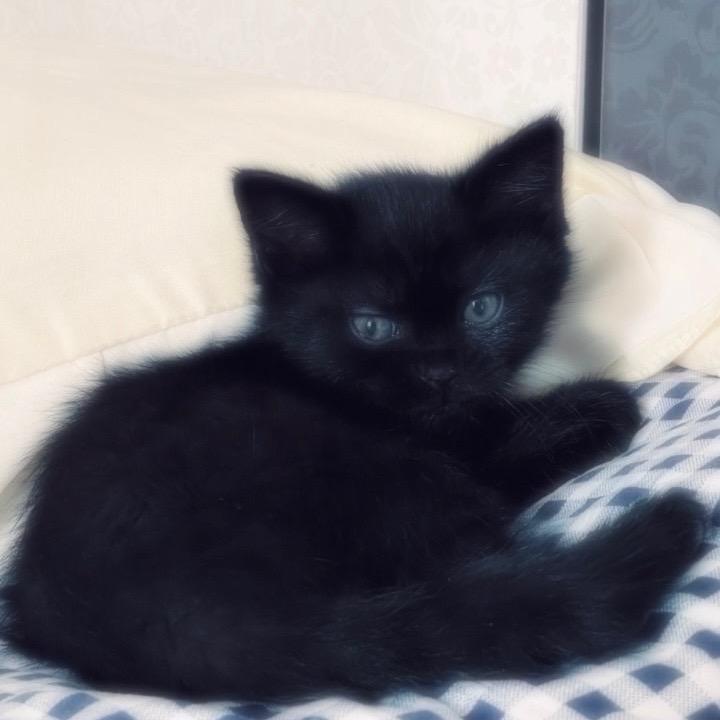 🐈‍⬛