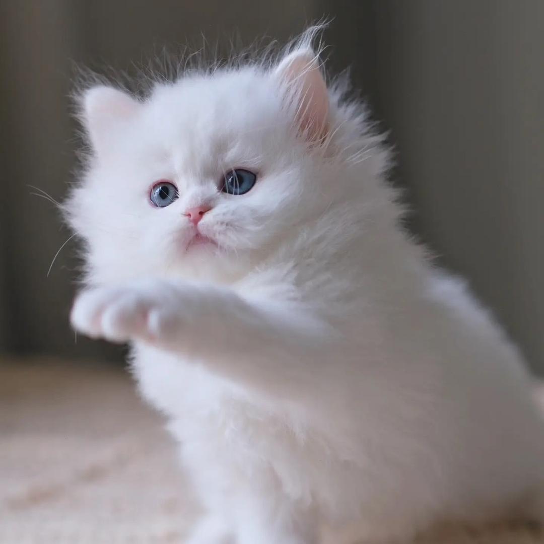@小顾
