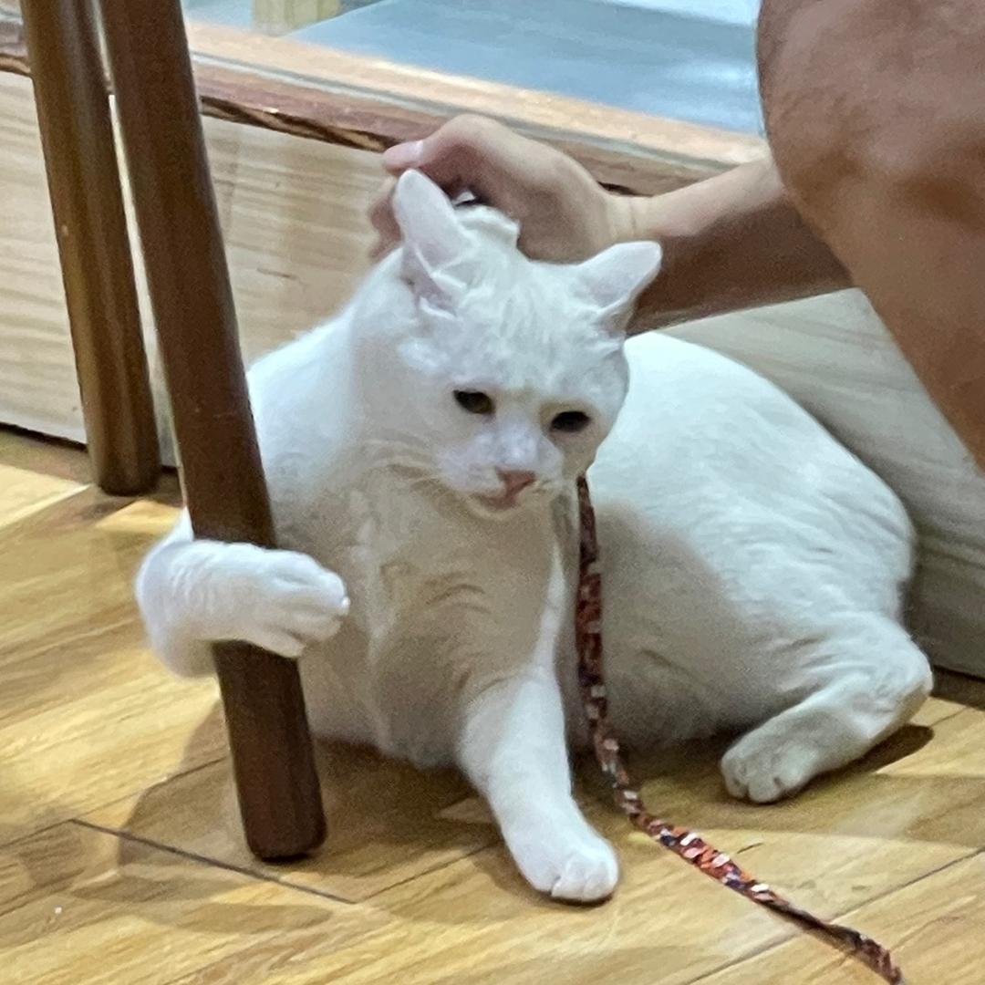 冠军｜弓剑手编制猫