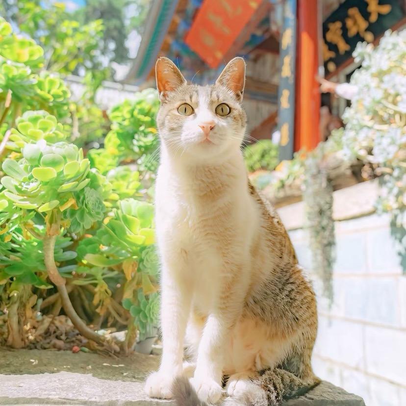 耳双，