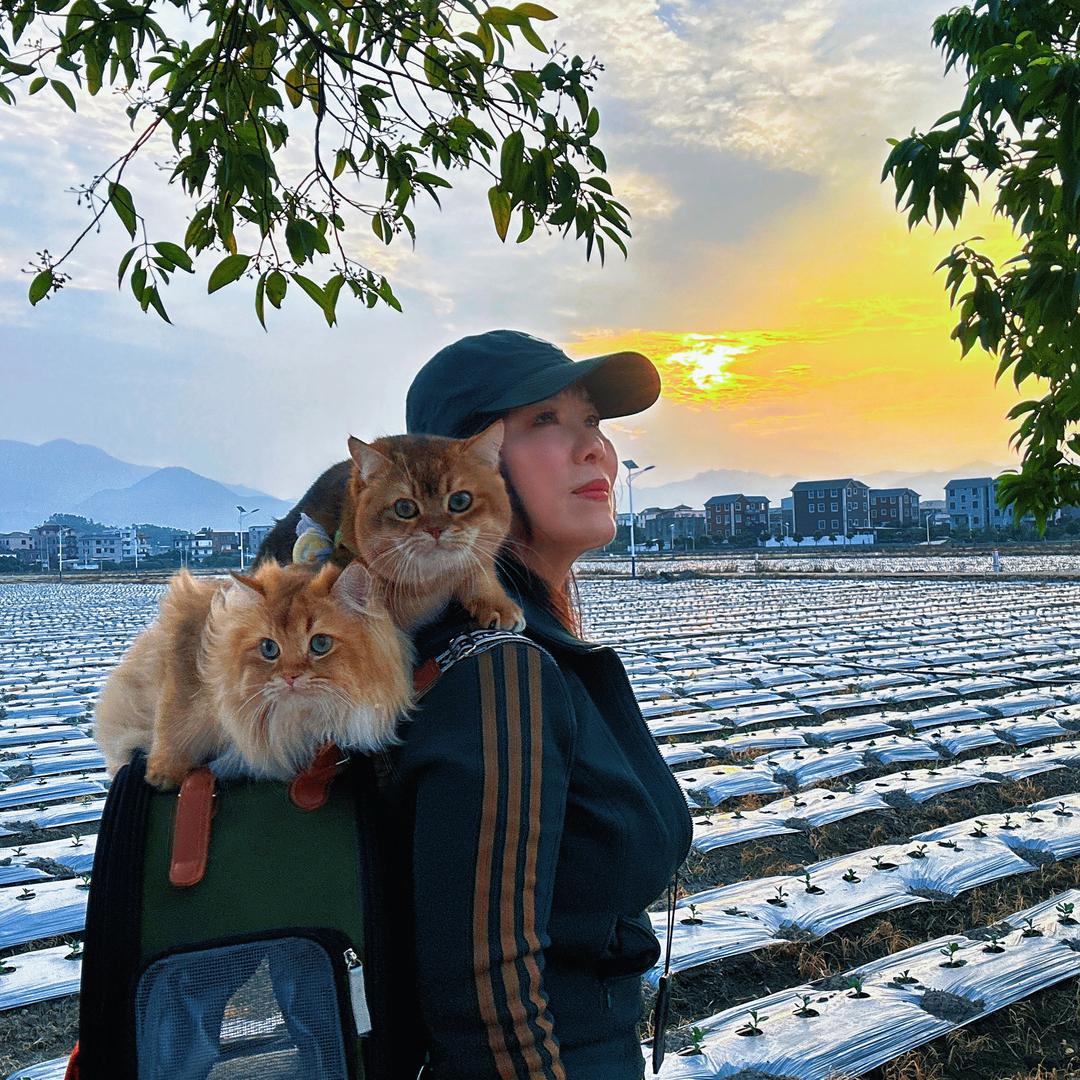 猫妈吉祥娟子（社牛菠萝蜜/金条）