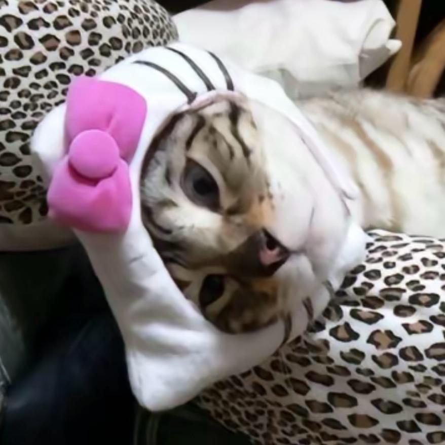 蔡菜