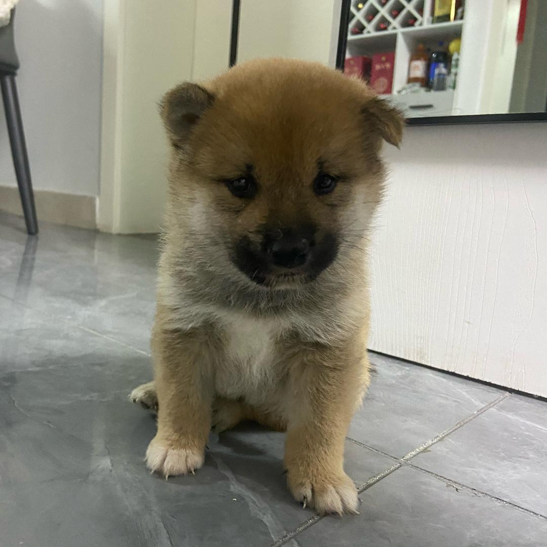 呆小羊🐑TuT