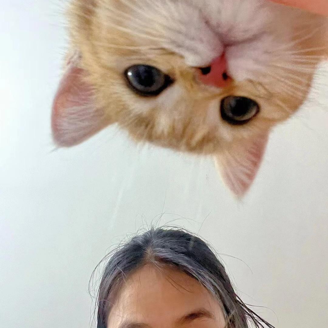 是猫不是药哦