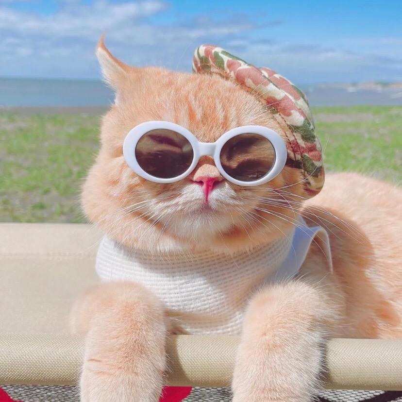 招财进宝小喇叭📣