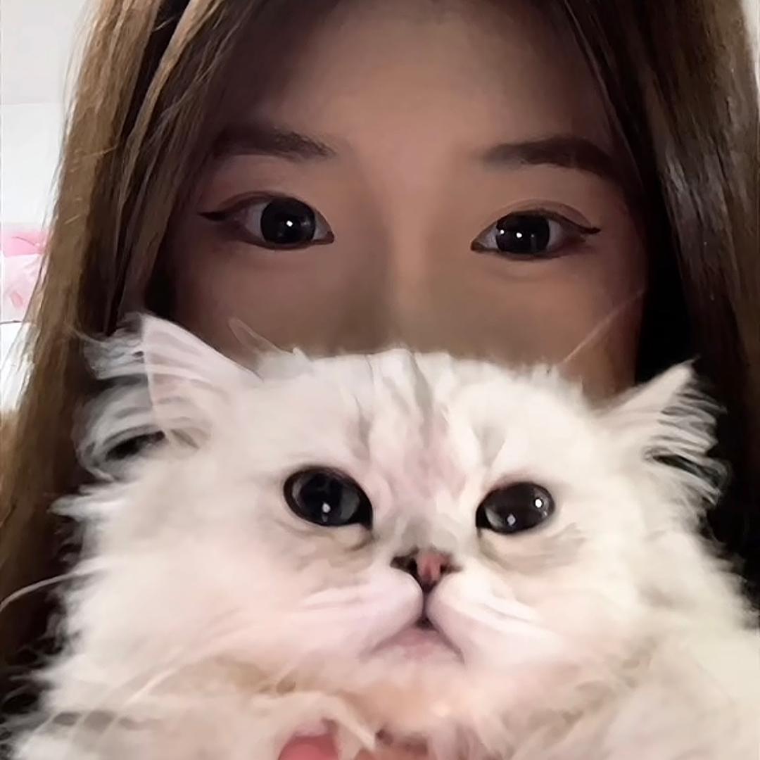 天上有猪头