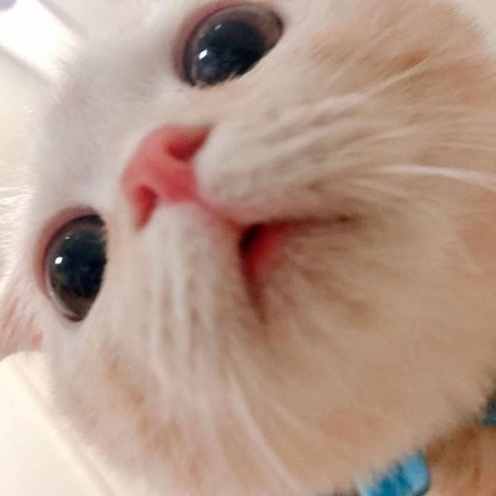 Syl
