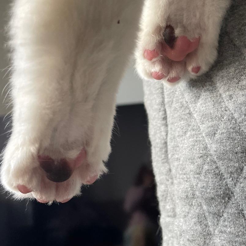 小猫大大