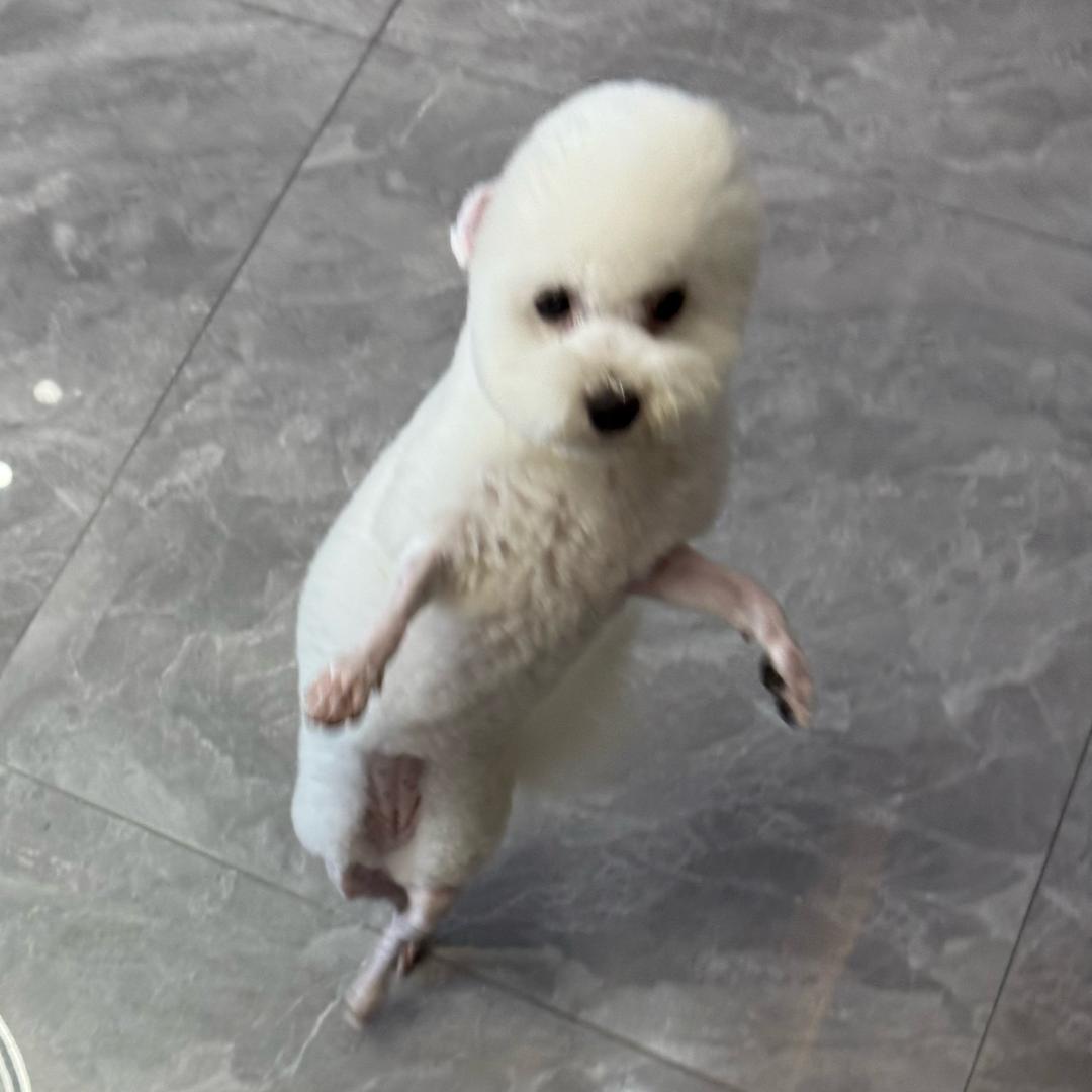 羊羊得亿🐑