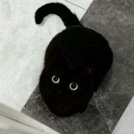 •᷄ɞ•᷅