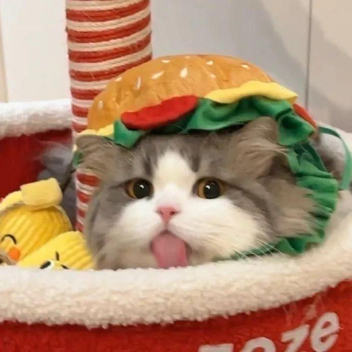 森哥的养猫日记