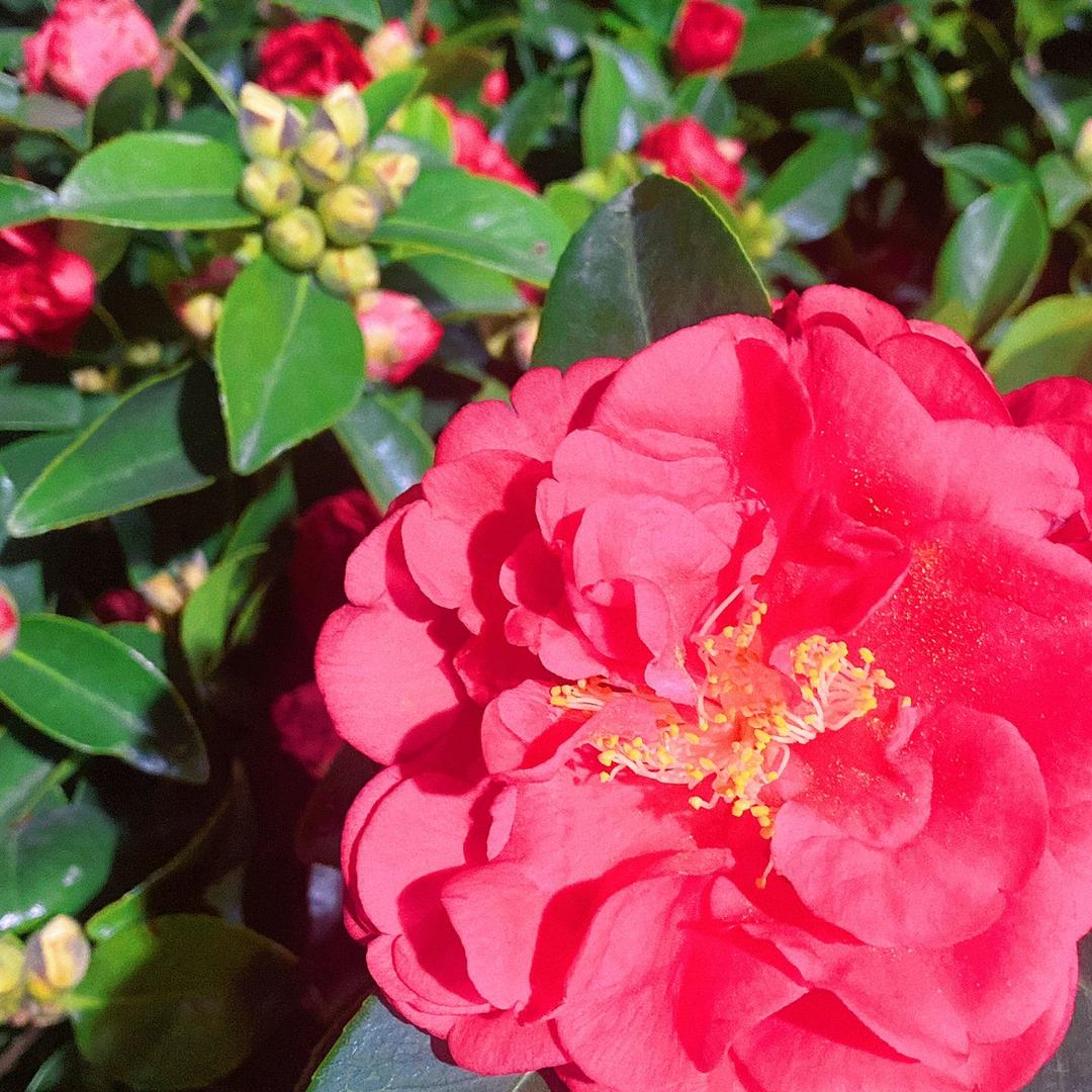 四季茶花