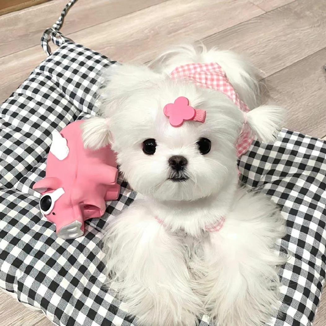 琪琪格-