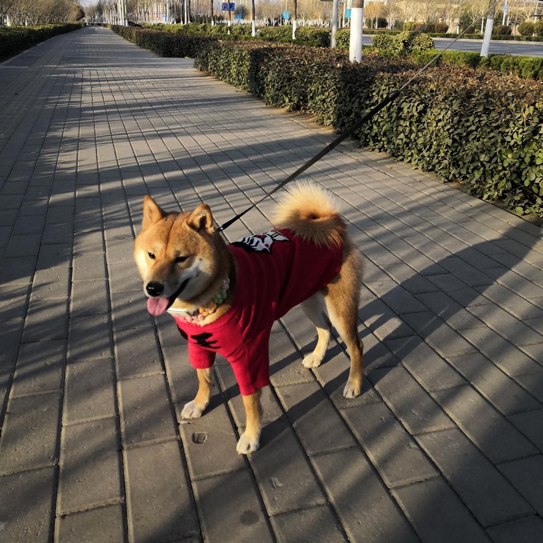 白菜会游泳
