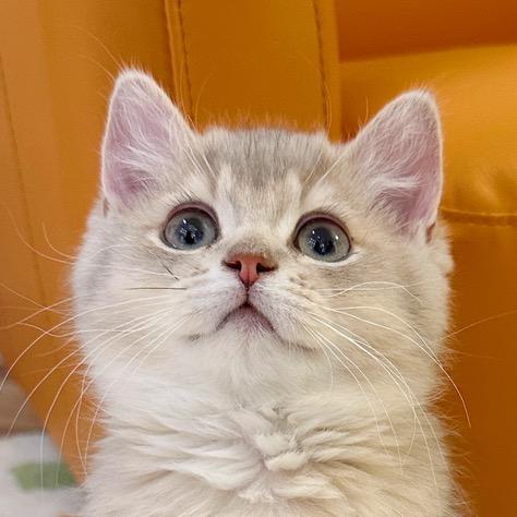 七只猫的宝藏