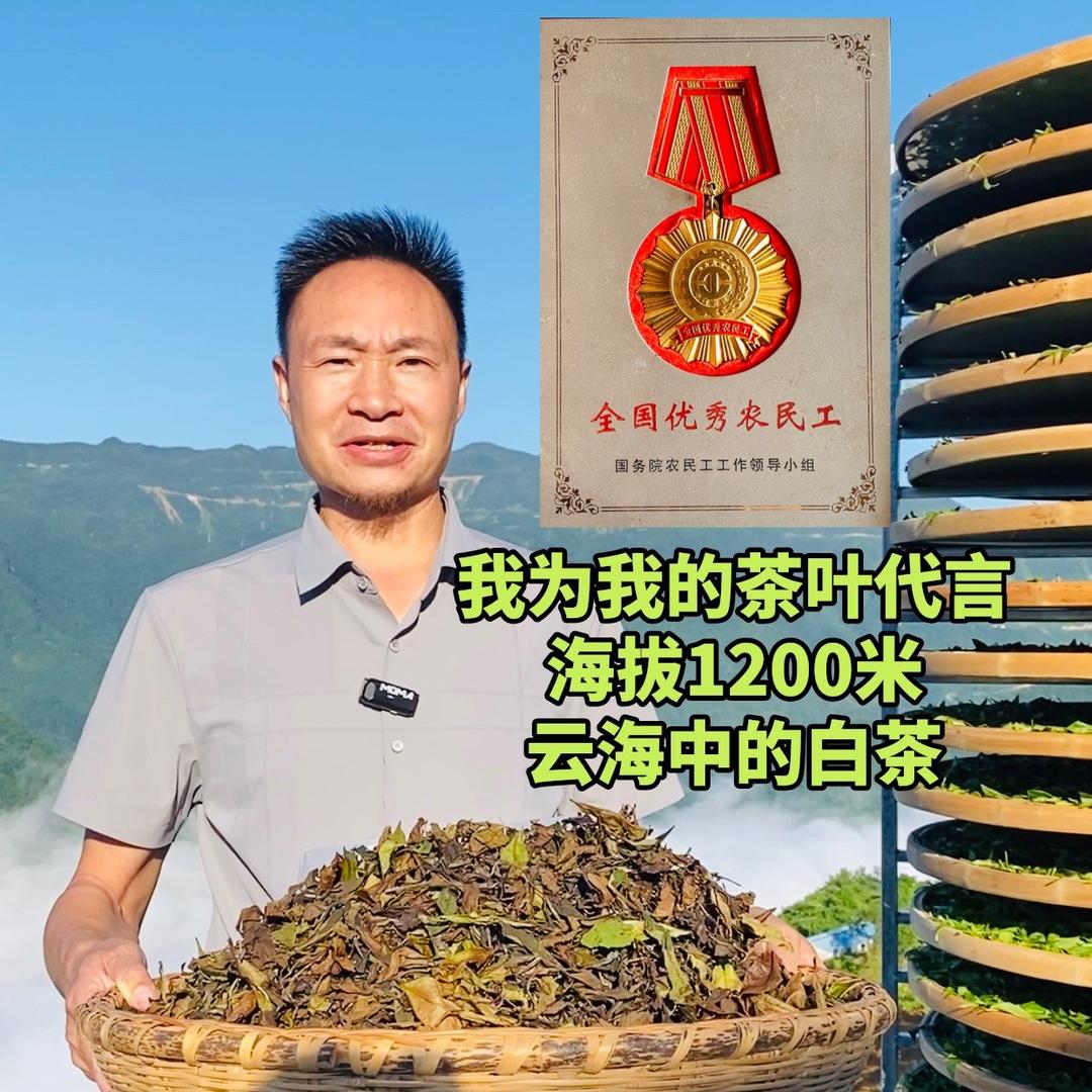 陕西观云山《看云海喝白茶》