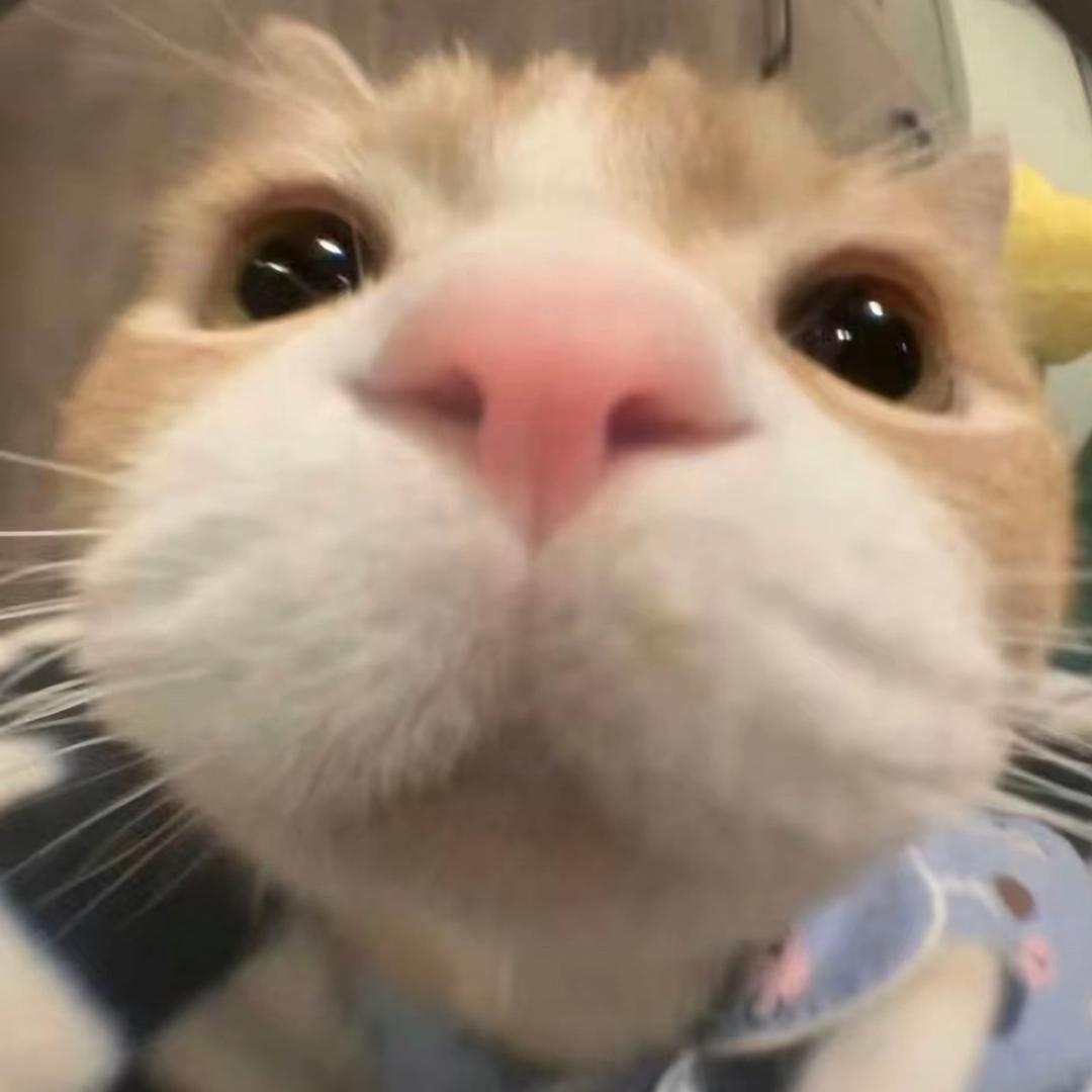卖核弹的小熊猫