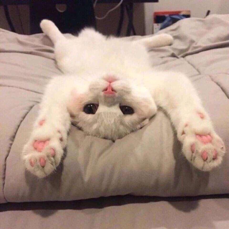 Fizz