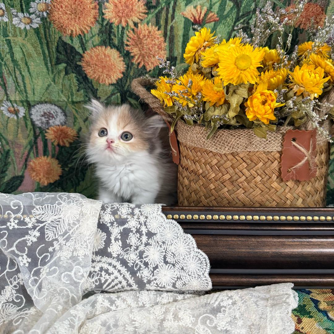 福嘻猫舍