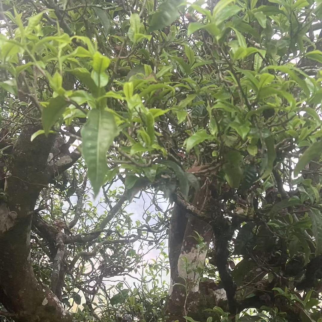 云南临沧源头茶